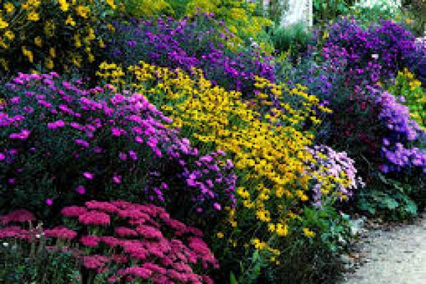 Aster Flowerbed