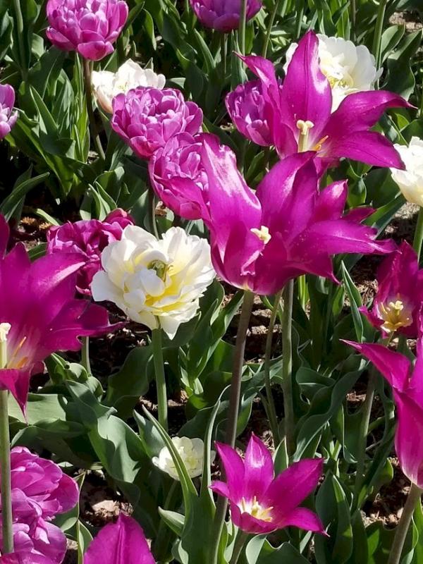 Bright, Happy Tulips!