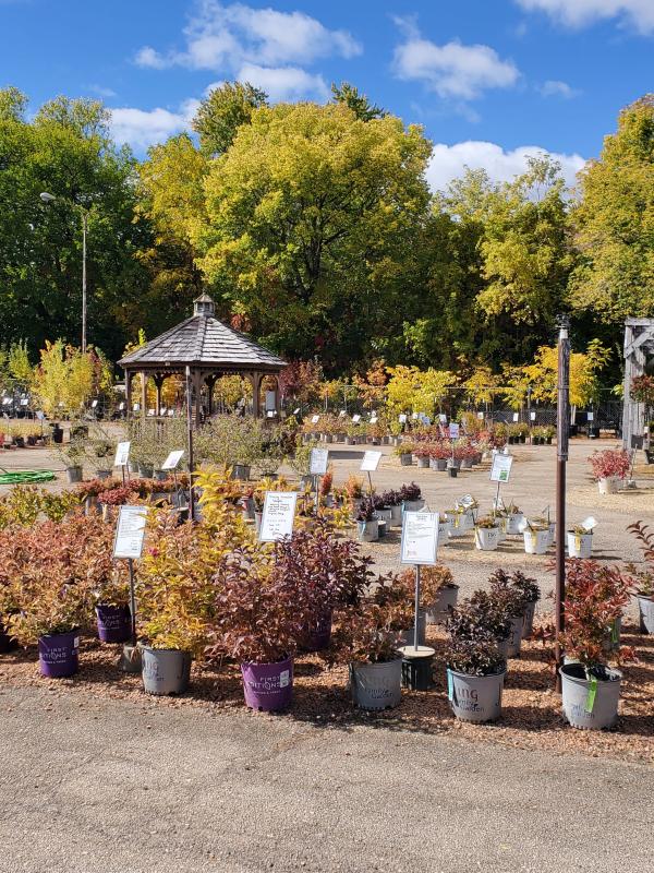 Fall is a great time to plant shrubs!